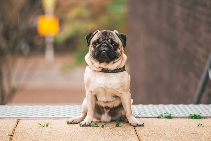 Pug sitting on a pathway, showcasing its uniquely adorable features, highlighting the charm of "ugly" dog breeds.