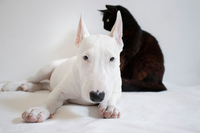 White bull terrier lying next to a black cat, showcasing an "ugly" dog breed that is uniquely adorable.