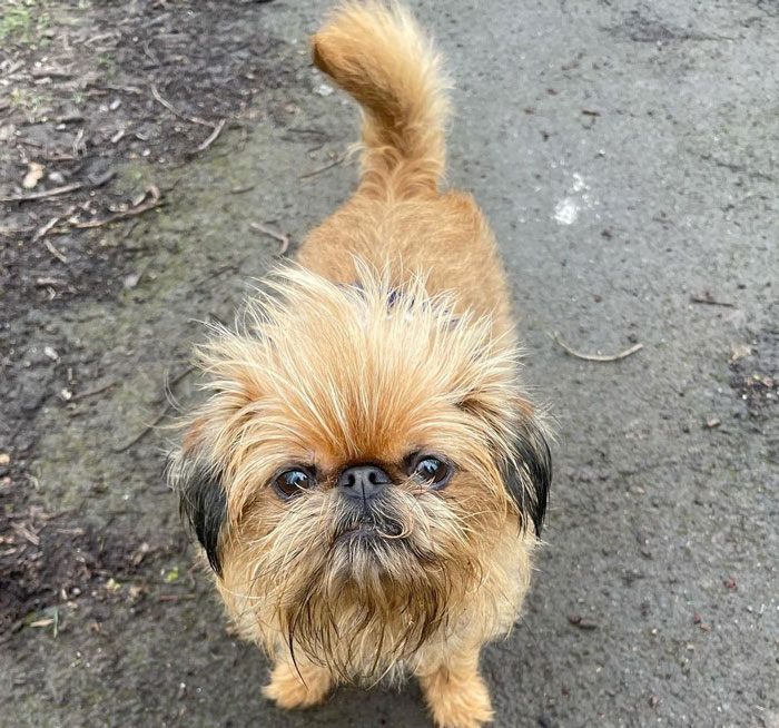 Small, scruffy dog on a path, showcasing unique adorableness often found in "ugly" dog breeds.