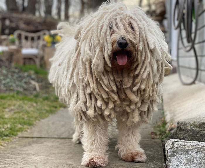 A Komondor dog with distinctive shaggy, corded fur, standing outside on a stone path. - 8