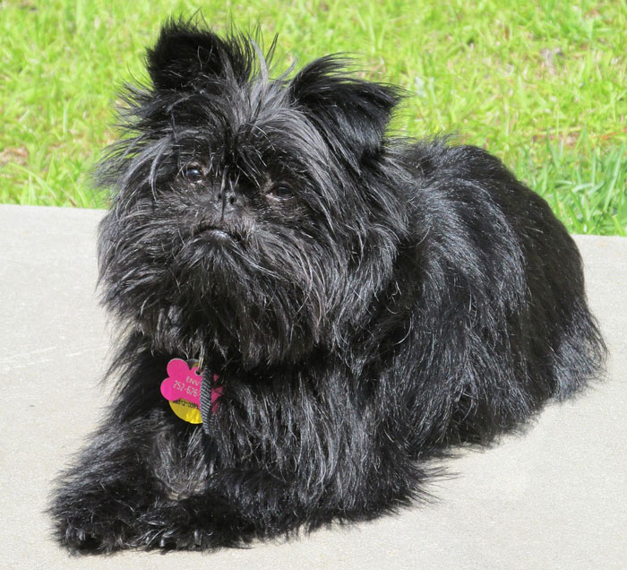 Fluffy black dog with a unique appearance, showcasing its adorable charm on a sunny day. - 10