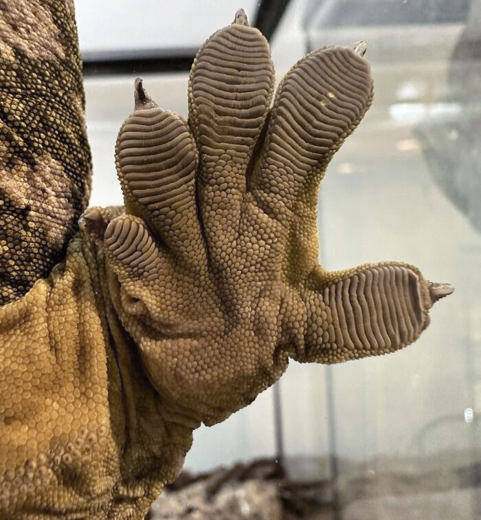 Giant Gecko Foot Up Close