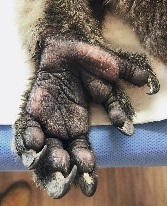 A Hand Of A Koala
