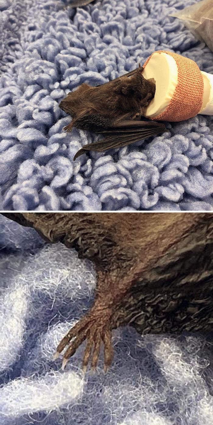 Micro Bat Foot