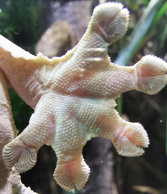 A Close-Up Of A Gecko's Foot