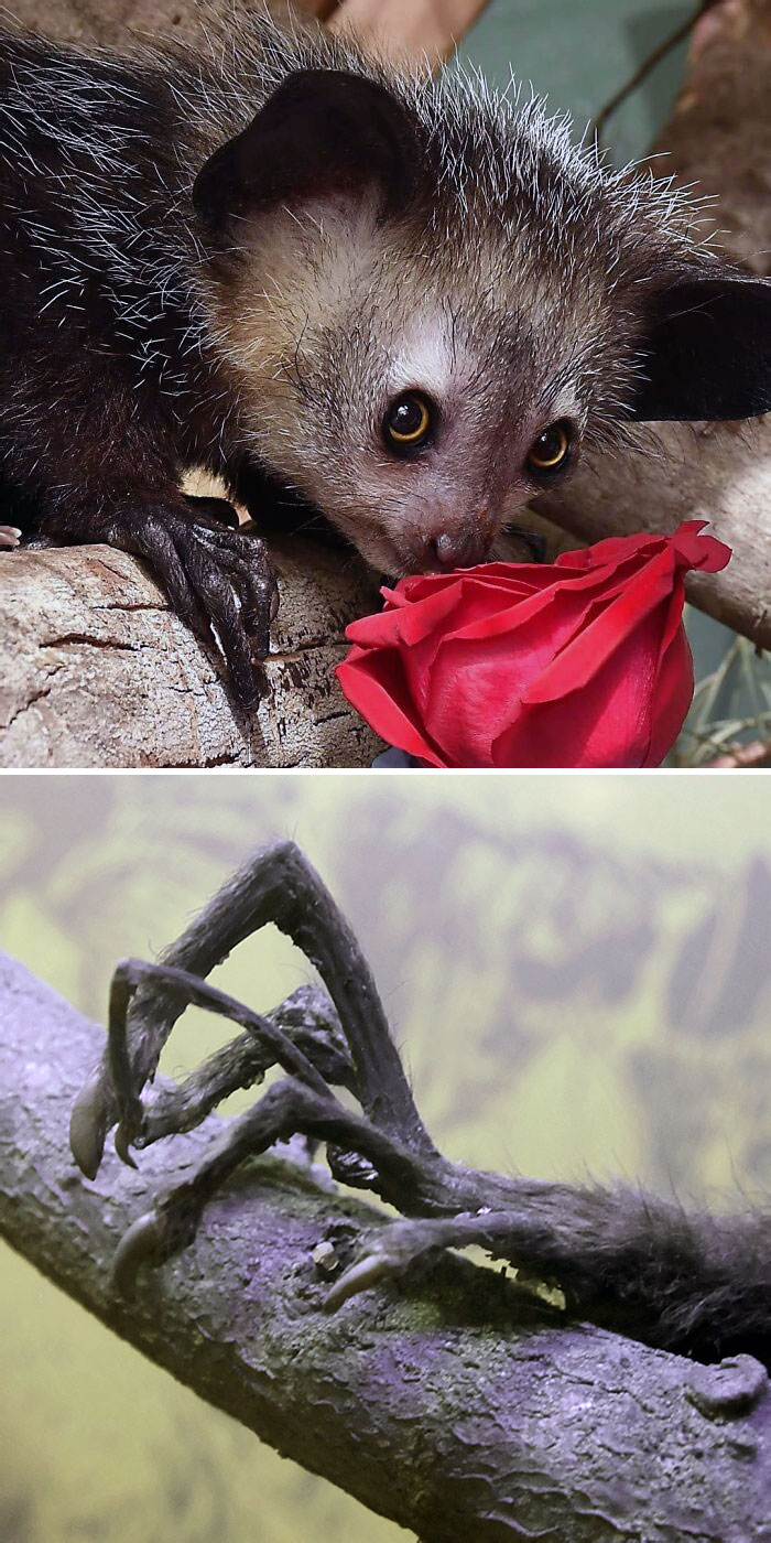 Aye-Aye Or Madagascar Little Hand