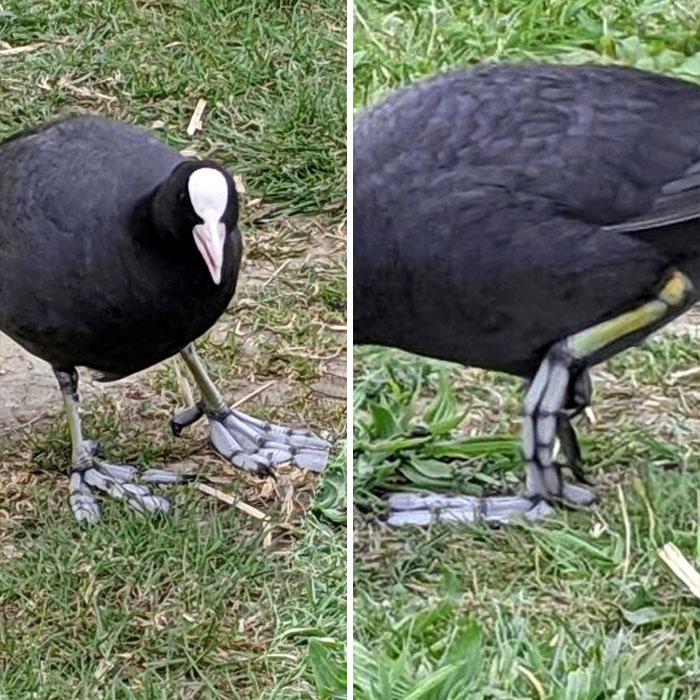This Bird's Feet Look Skeletal