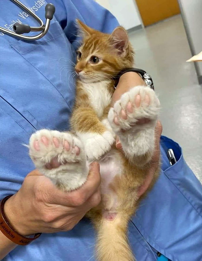 Holy Toe Beans Big Foot
