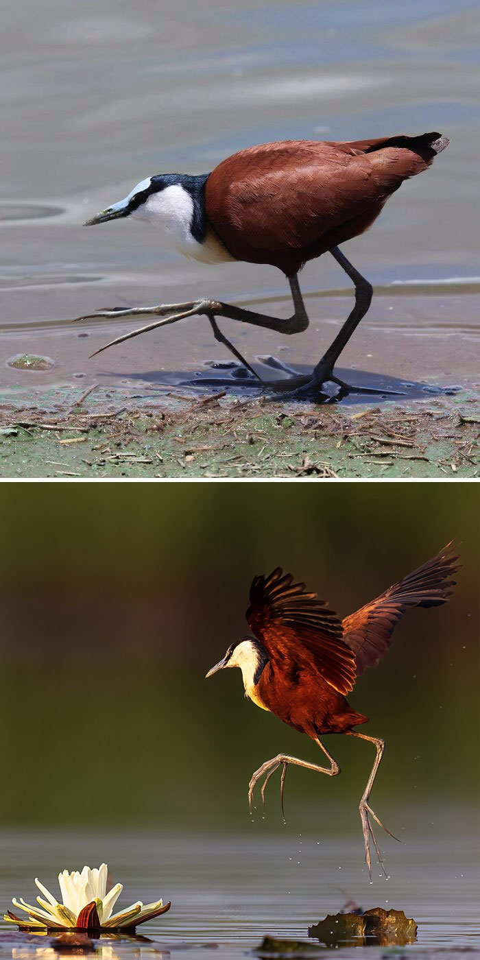 African Jacana