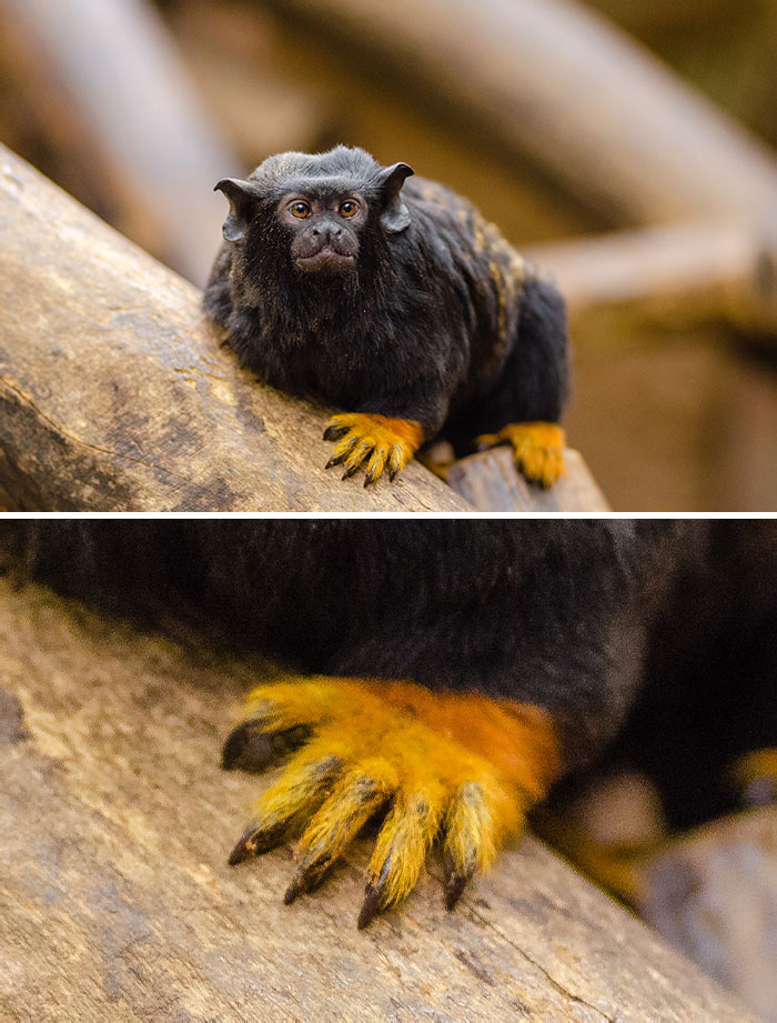 Red-Handed Tamarin