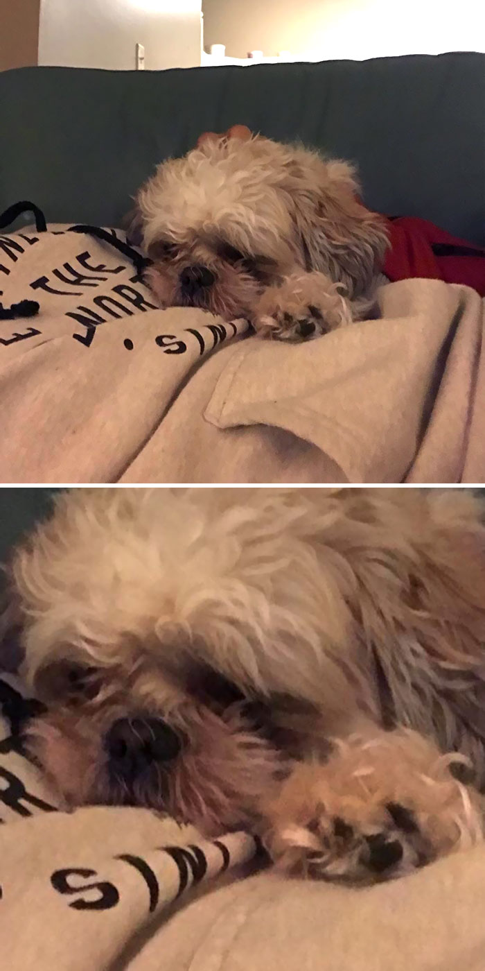 Our Dog’s Paw Looks Like A Mini-Version Of Him