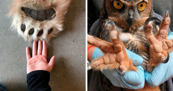 50 Of The Most Unique Feet Among The Animal Kingdom