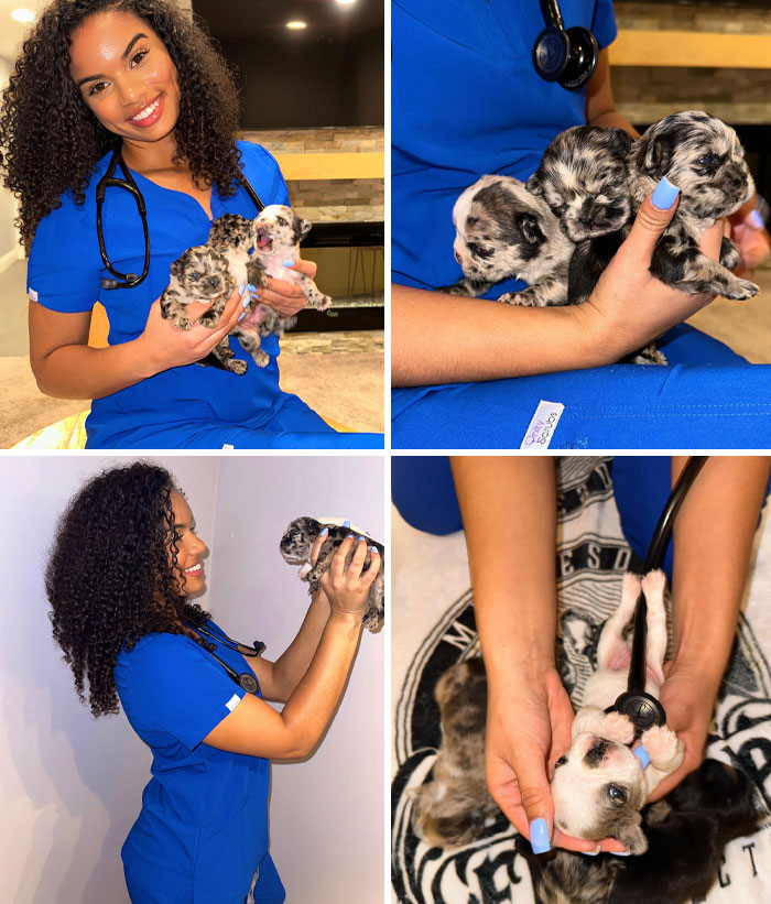 Veterinarian in blue scrubs holding puppies, showcasing wholesome and hilarious moments in the office.