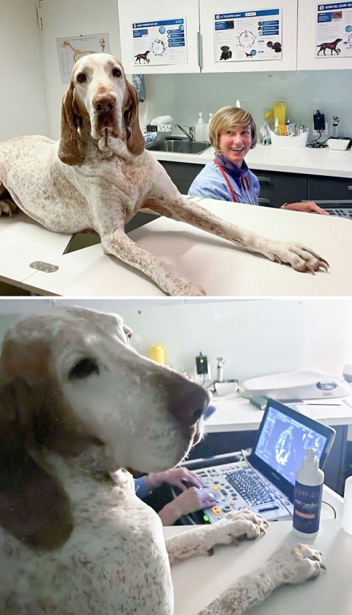 Dog at veterinarian's office getting an ultrasound, lying on the counter while the vet smiles in the background.