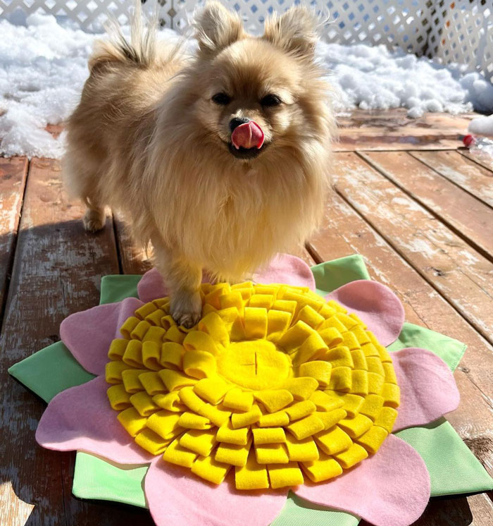 dog standing near a snuffle mat