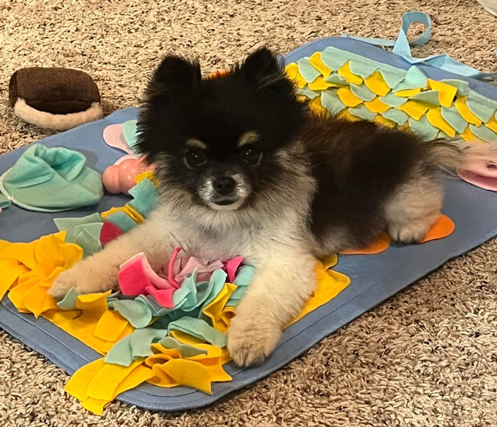 dog lying on a snuffle mat