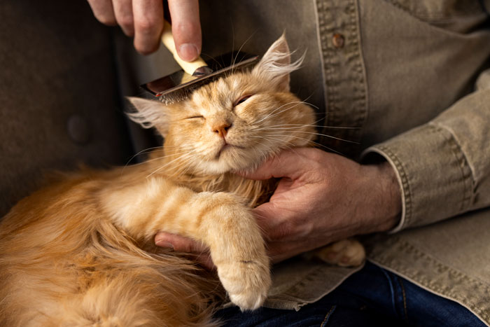 Person brushing an orange cat, addressing shedding causes. - 3