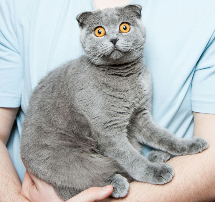 A grey cat with bright orange eyes being held, related to causes of excessive shedding in cats. - 2