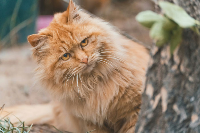 Fluffy cat shedding fur near a tree, illustrating common causes of excessive shedding in felines. - 4