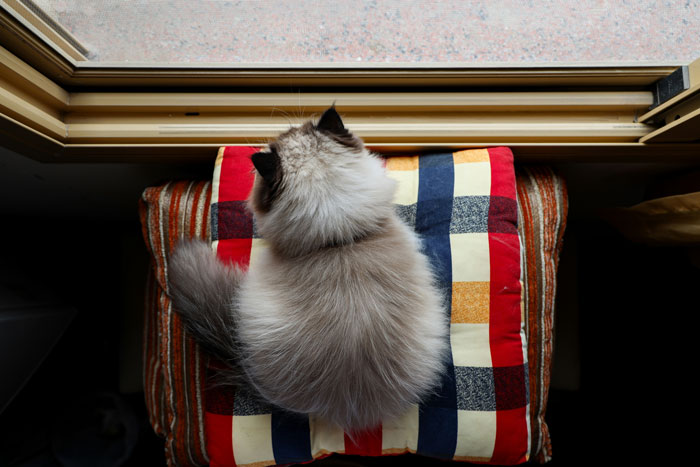 Fluffy cat shedding fur while resting on a colorful cushion by the window. - 1