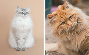 Why Is My Cat Shedding So Much? Causes Explained By a Vet