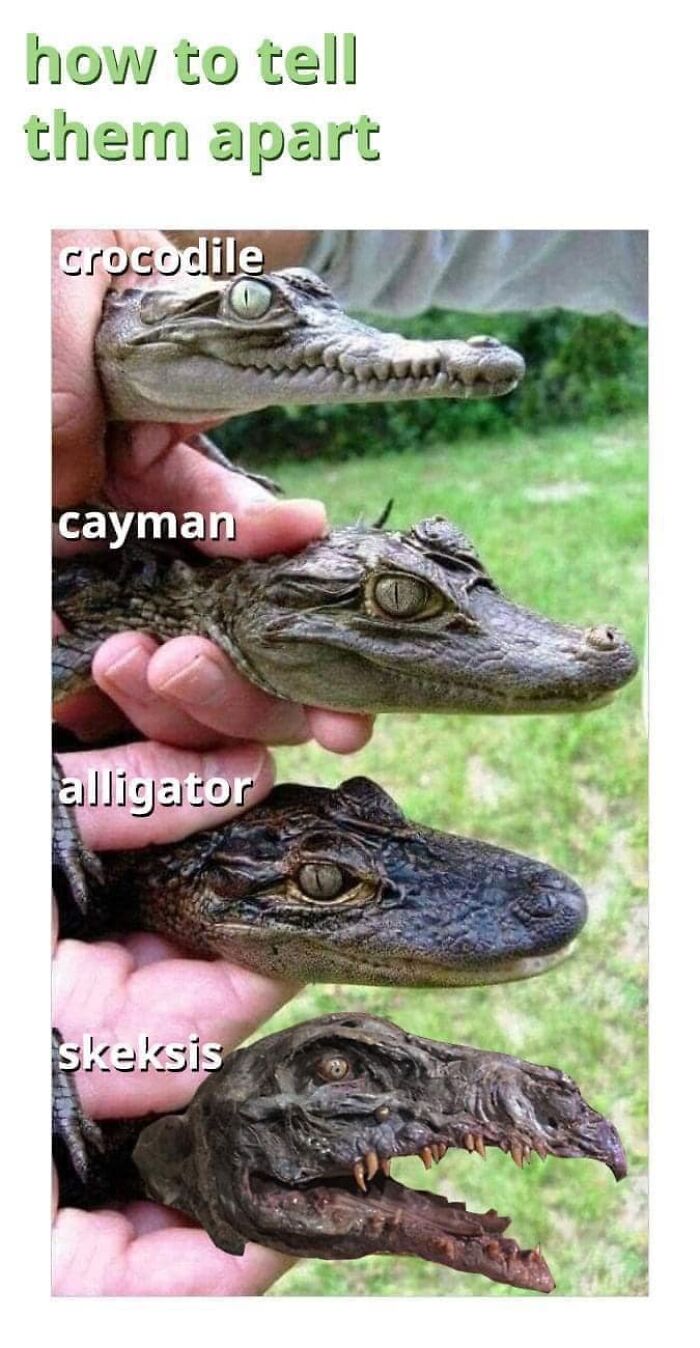 Wild-Green-Memes-Ecological-Fiends