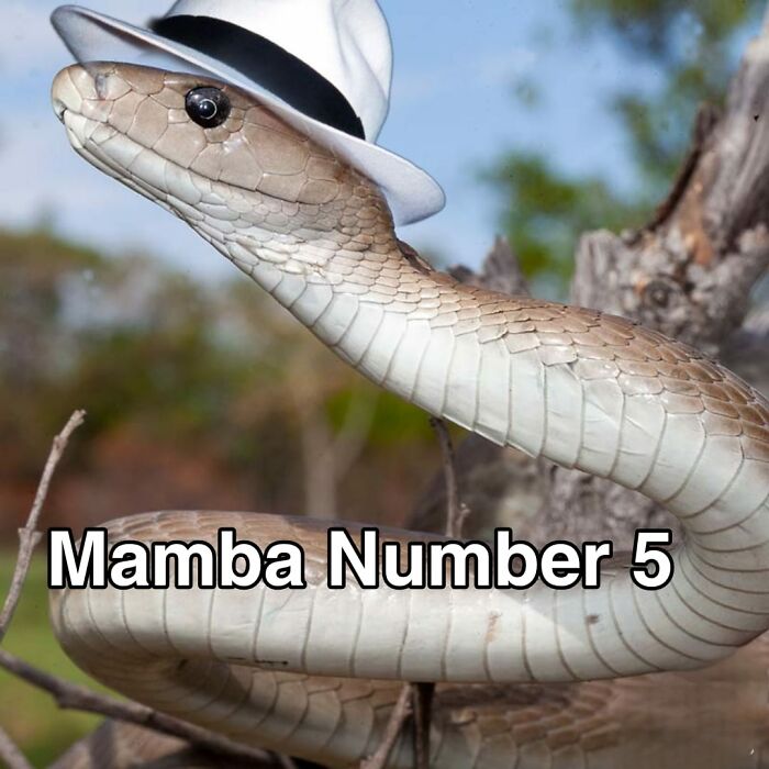 Wild-Green-Memes-Ecological-Fiends