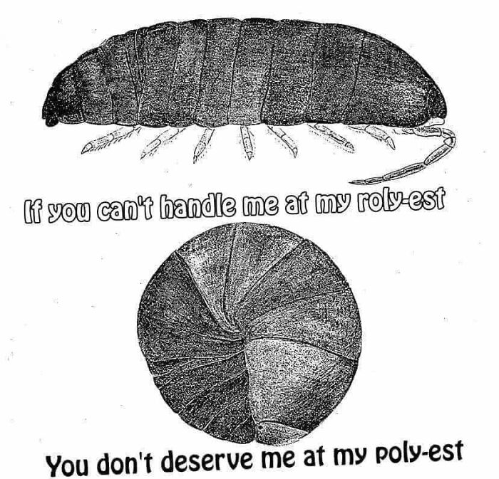 Wild-Green-Memes-Ecological-Fiends