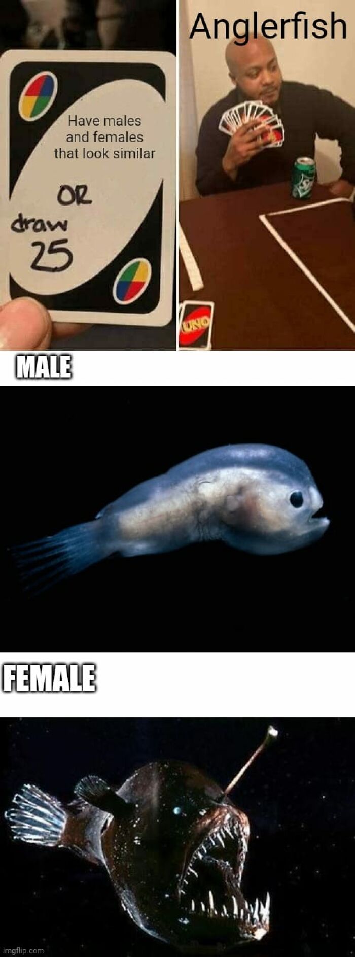 Wild-Green-Memes-Ecological-Fiends