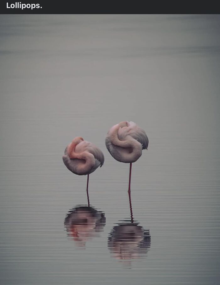 Wild-Green-Memes-Ecological-Fiends