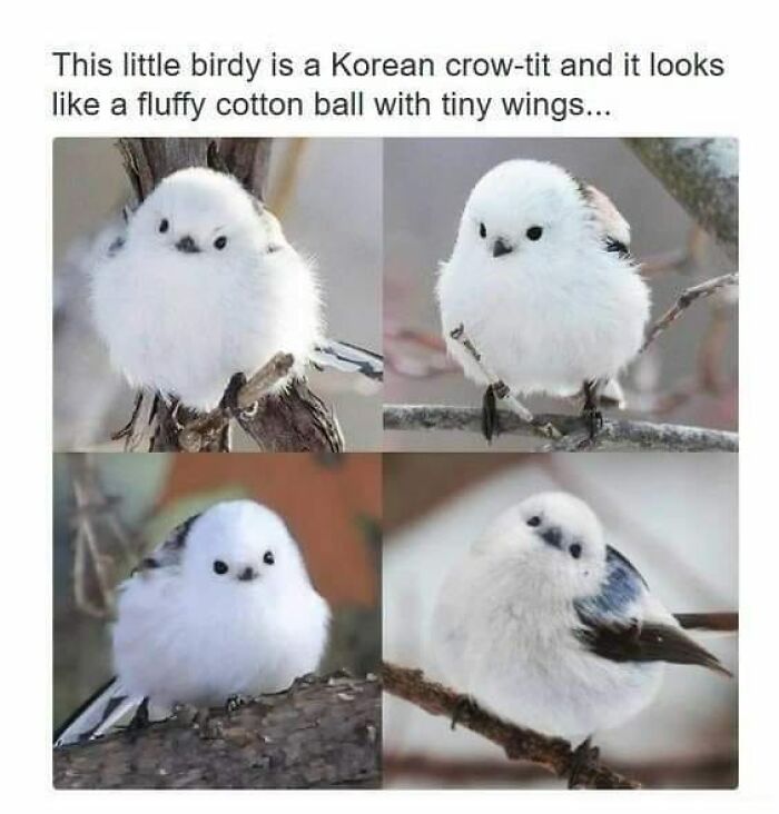 Wild-Green-Memes-Ecological-Fiends