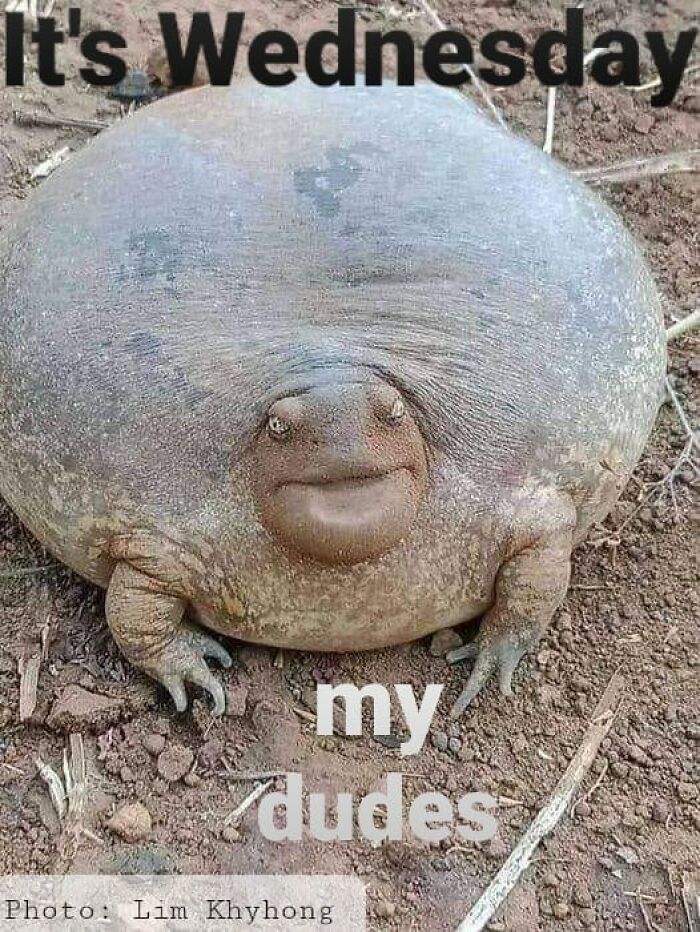 Wild-Green-Memes-Ecological-Fiends