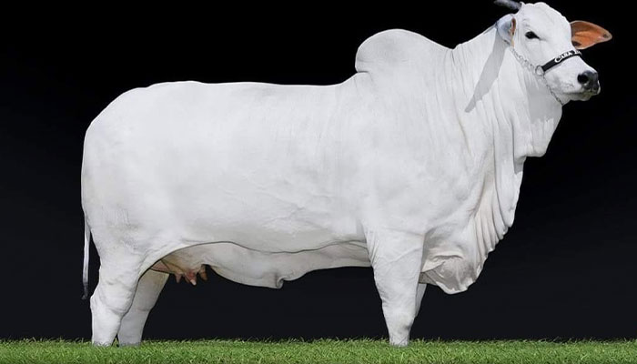 World’s Most Expensive Cow, Viatina-19, Breaks Records After Fetching $4.8 Million