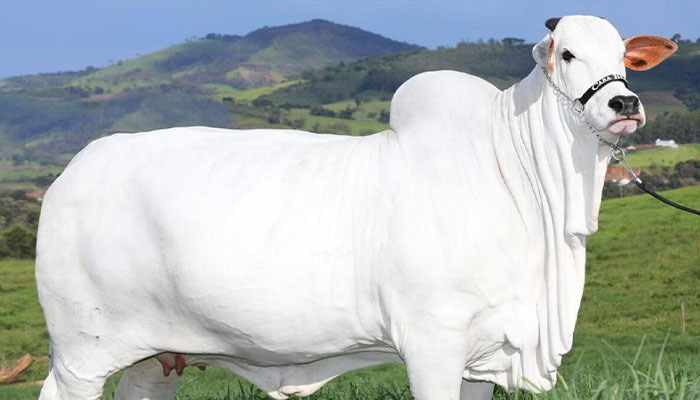 World’s Most Expensive Cow, Viatina-19, Breaks Records After Fetching $4.8 Million - 1