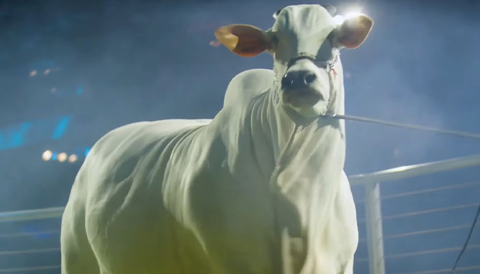 World’s Most Expensive Cow, Viatina-19, Breaks Records After Fetching $4.8 Million - 2