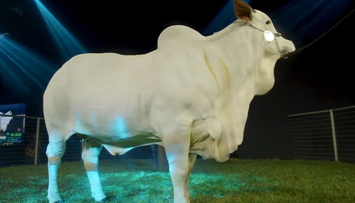 World’s Most Expensive Cow, Viatina-19, Breaks Records After Fetching $4.8 Million - 3