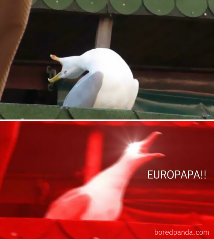 Seagull meme humorously referencing the Eurovision Song Contest 2024 with text "EUROPAPA!!"