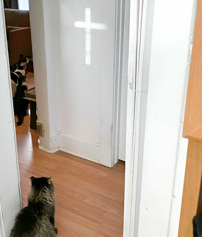 I Had No Idea That My Cat Was Religious