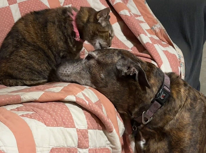 Woman Shares Video Of Her Dog Asking Cat Best Friend For A &lsquo;Bath,&rsquo; It Goes Viral Online