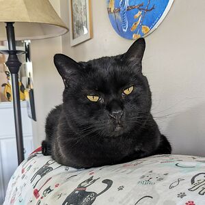 heatherkutlik avatar