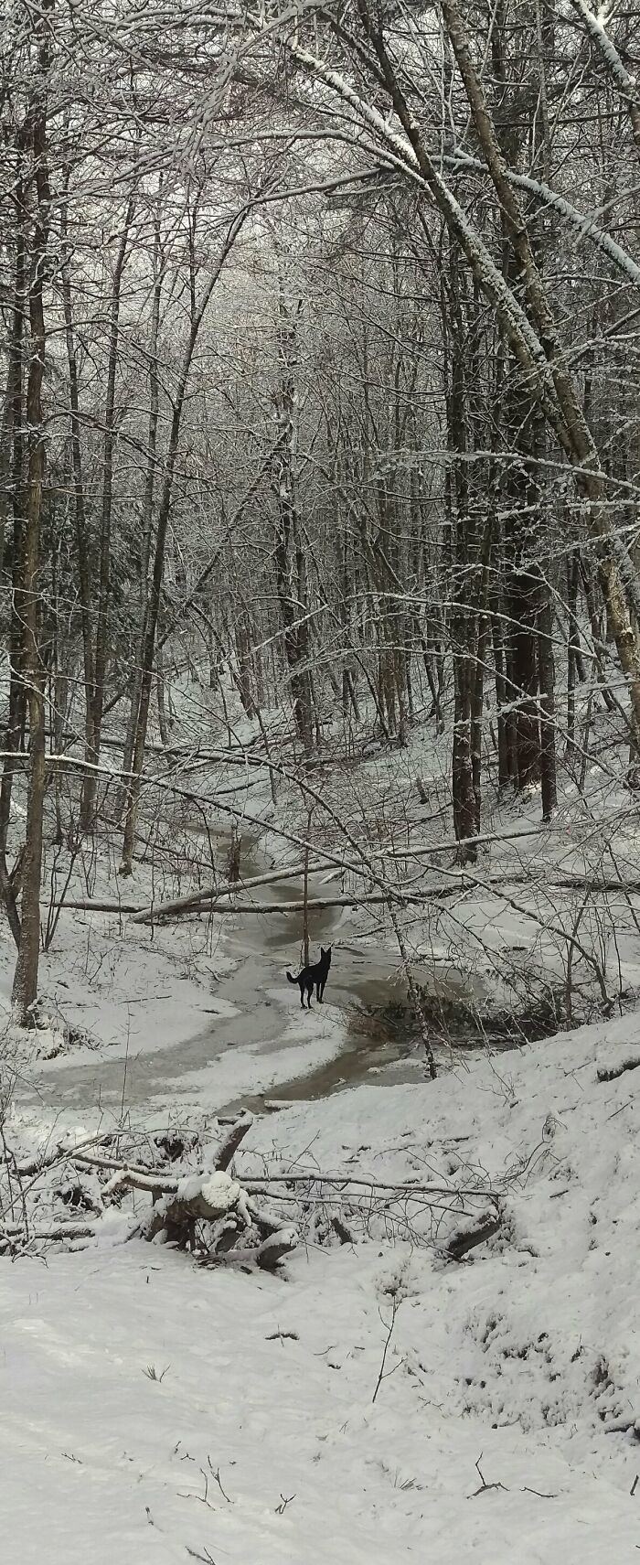At The Local Dog Run, Featuring Lacey