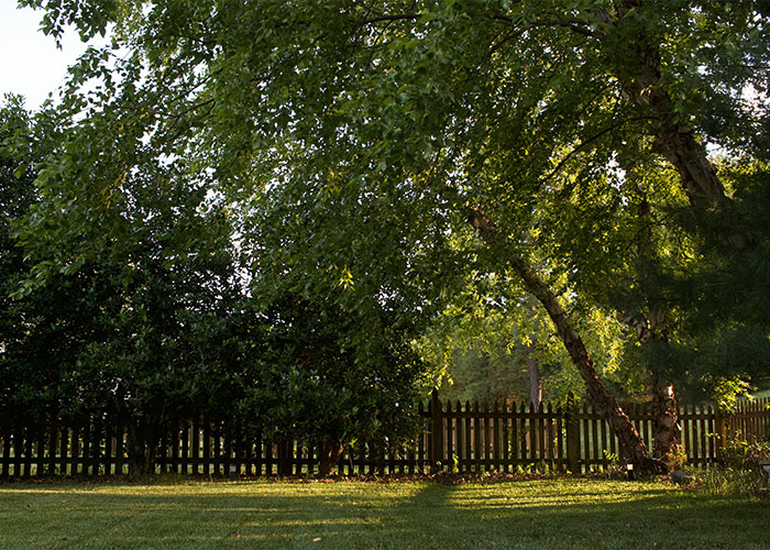 Backyard with sunlit trees and wooden fence, illustrating strange childhood realities people later learned were unusual.