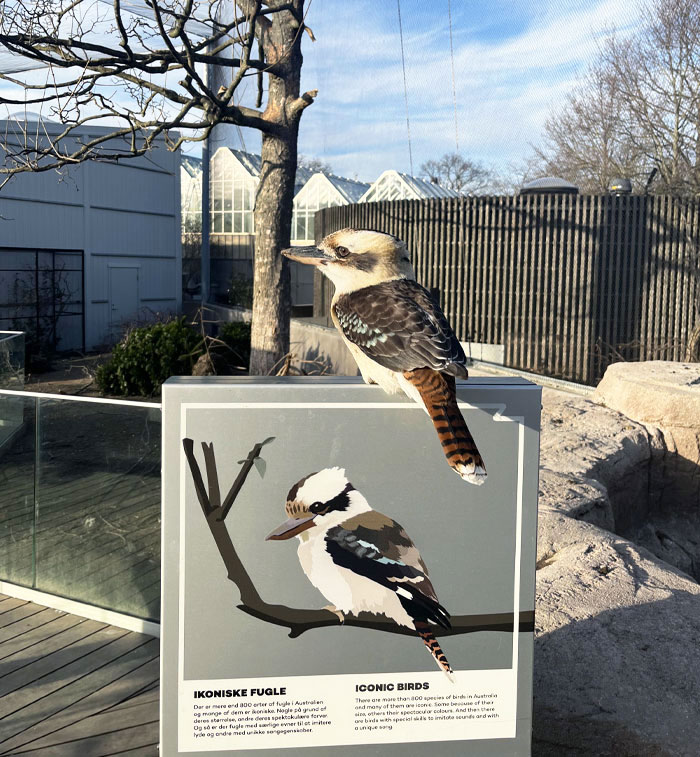 Kookaburra perched on a sign about iconic birds during a heartwarming wildlife encounter outdoors.