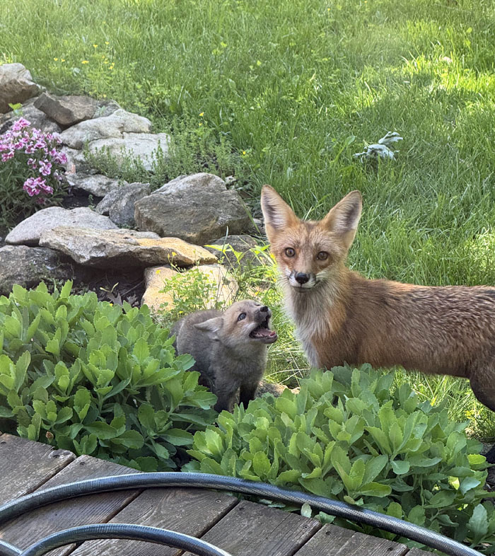 A heartwarming wildlife encounter of an adult fox and a playful fox kit in a garden near greenery and flowers.