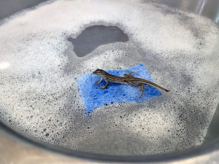 Small lizard resting on a blue sponge in a soapy sink during a heartwarming wildlife encounter.