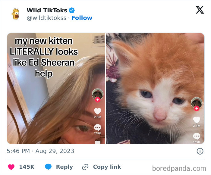 Weird-Wild-Tiktok-Screenshots