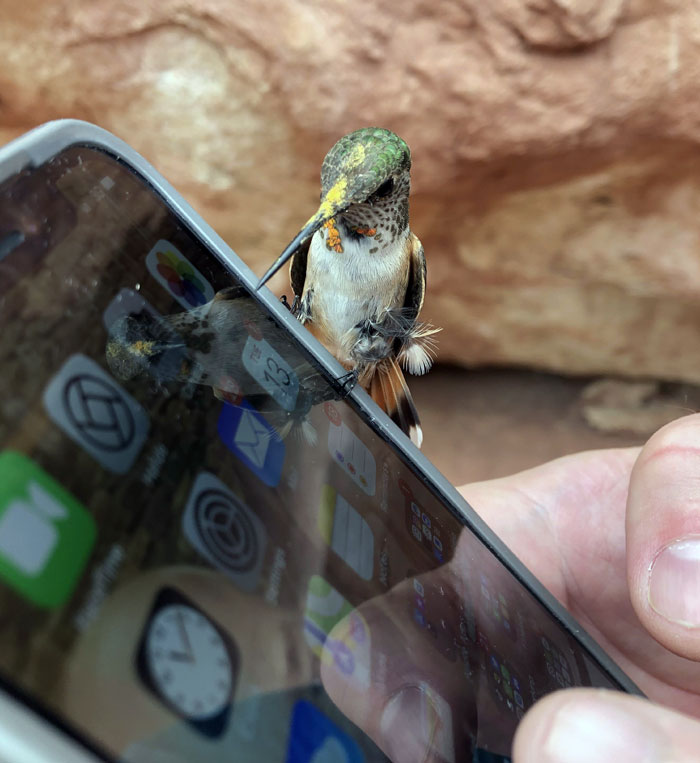 Heartwarming wildlife encounter with a hummingbird perched on a smartphone held by a person in a natural setting.