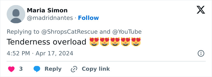 This Retirement Cat Village Has 17 Cats That Live Out Their Days In Mini Cottages