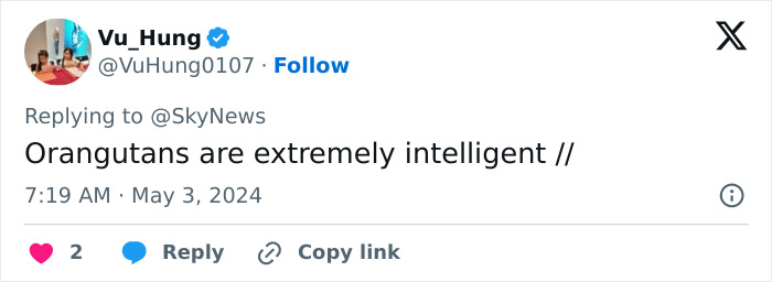 Primate Uses Plant To Treat Wound In Surprising Case Of Animal Self-Medication Primate Uses Plant To Treat Wound In Surprising Case Of Animal Self-Medication