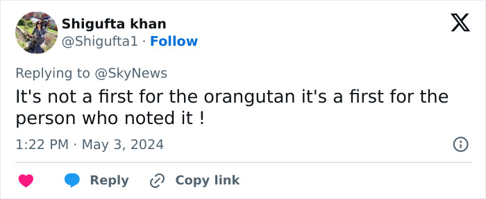Primate Uses Plant To Treat Wound In Surprising Case Of Animal Self-Medication Primate Uses Plant To Treat Wound In Surprising Case Of Animal Self-Medication